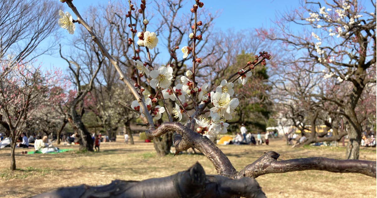 都内 21年 小金井公園 の梅林 りっちゃんと親育ち