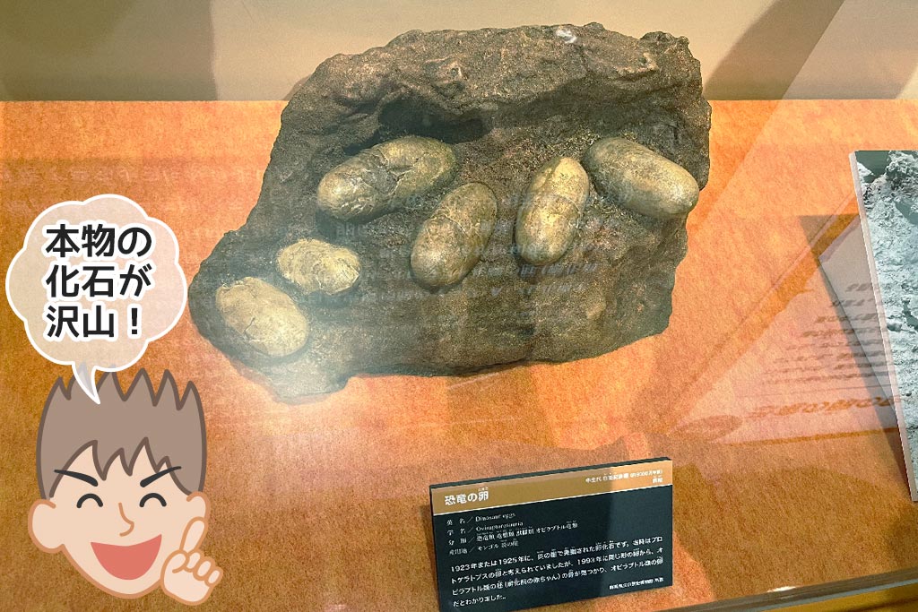 アンドリュースの探検隊が発見した恐竜の卵の写真