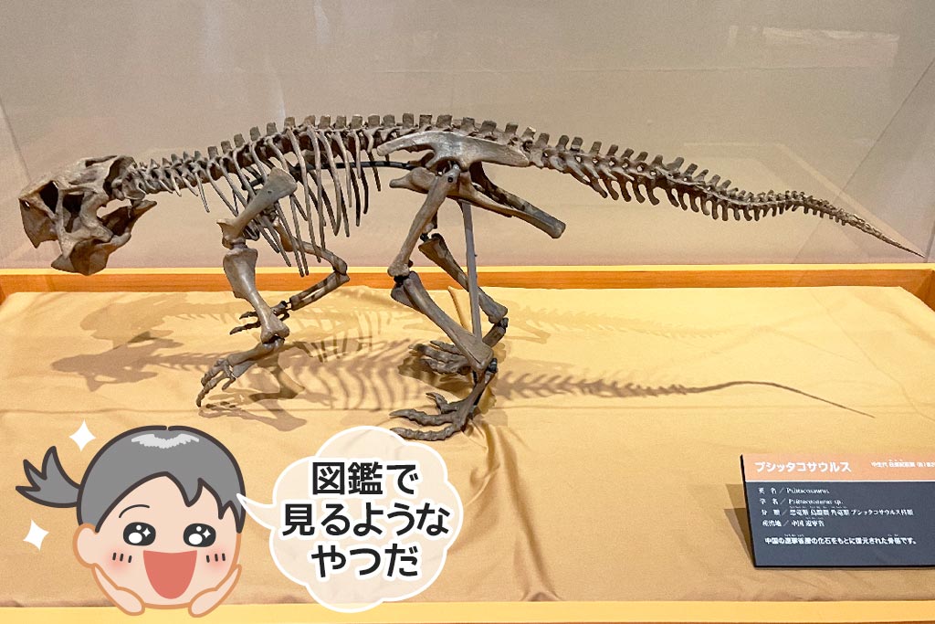 ゴビ砂漠で発掘した、ブシッタコサウルスの骨格模型