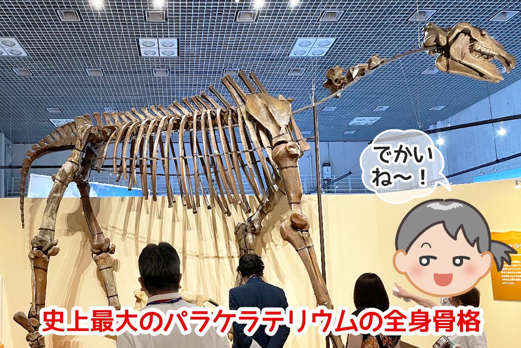 史上最大の陸生哺乳類・パラケラテリウムの全身骨格